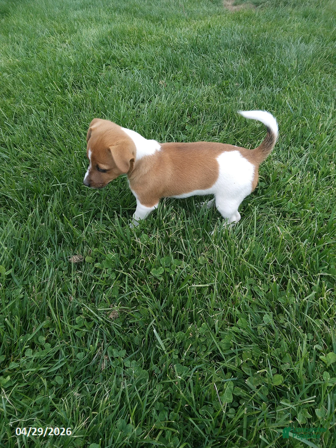 Jack Russell Terrier dogs for sale: Taylor - Ad 2