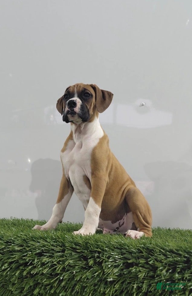 Boxer dogs for sale: Jax - Ad 1