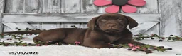 Labrador Retriever dogs for sale: Lexi - Ad 4