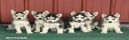 Siberian Husky dogs for sale: Vermont - Ad 5