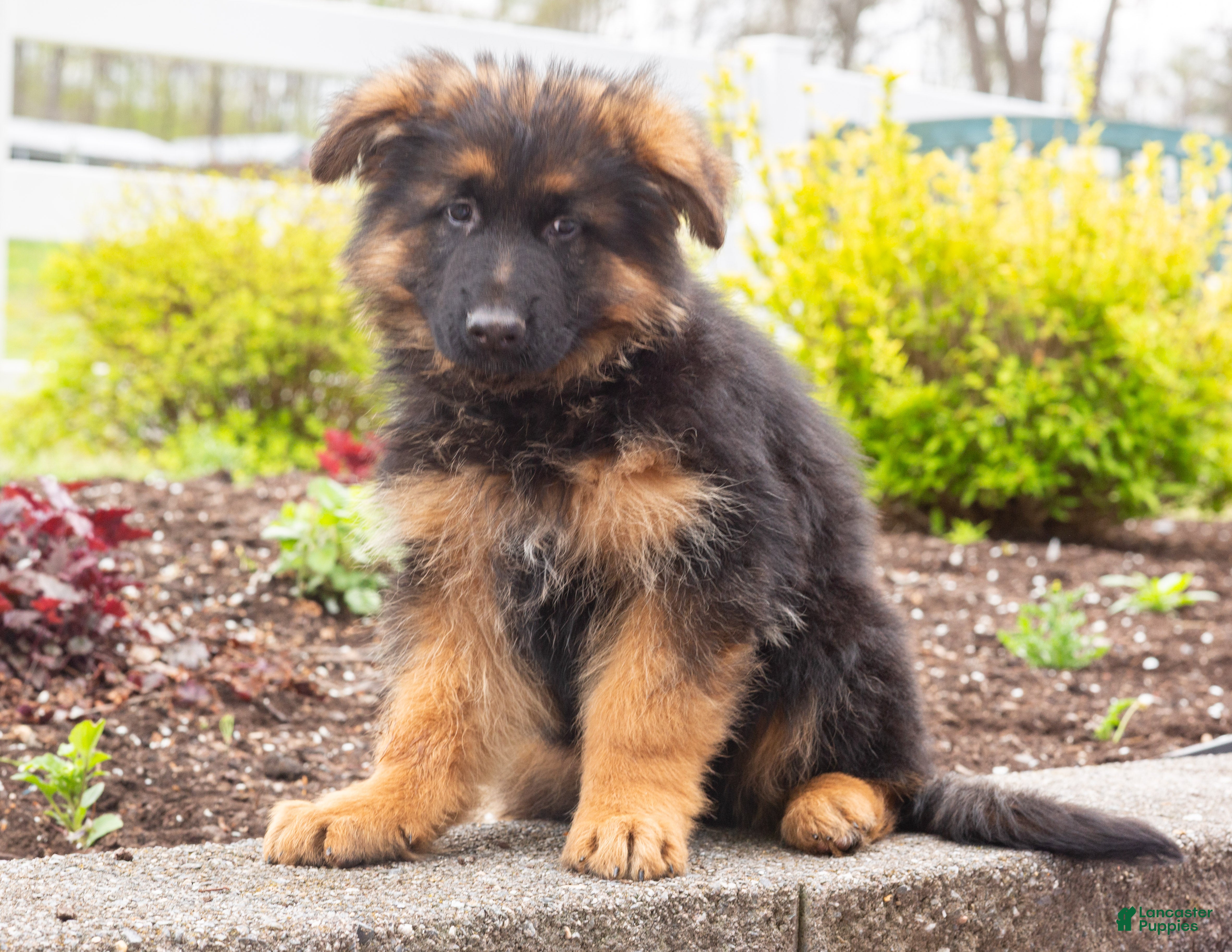 German Shepherd dogs Barney - Ad 2