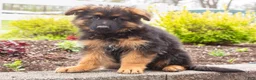 German Shepherd dogs for sale: Barney - Ad 2