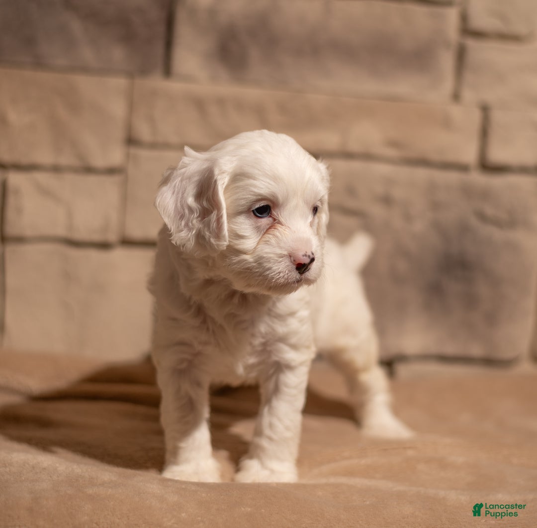 Cavapoo dogs for sale: Oliver - Ad 2
