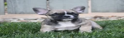 French Bulldog dogs for sale: Fudge - Ad 3