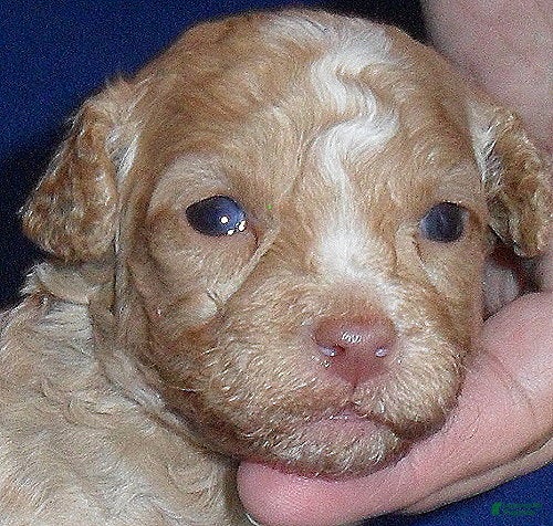 Shihpoo dogs Baxter - Ad 2