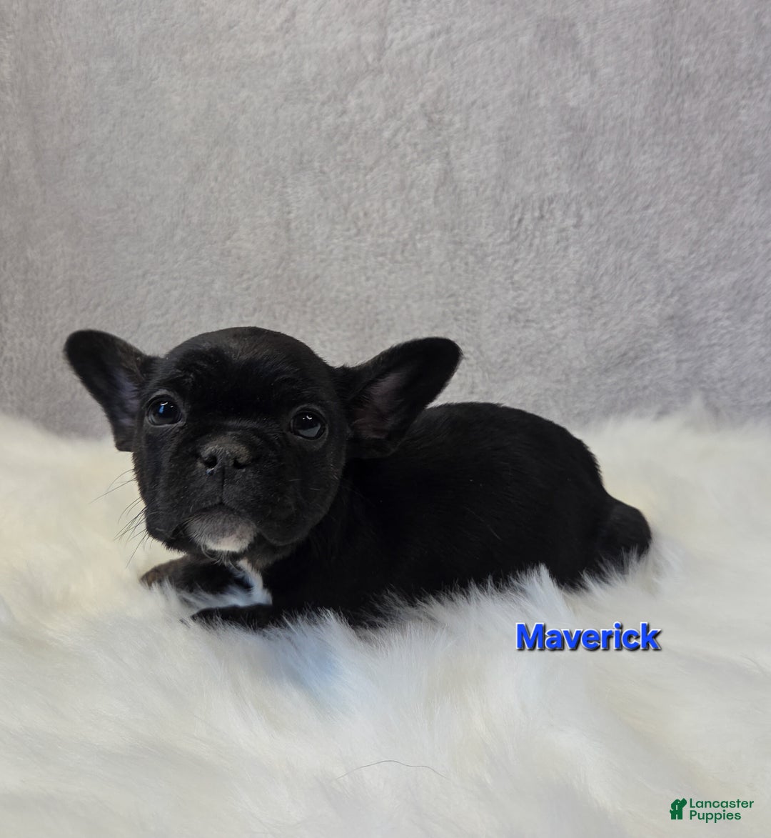 Mixed Breed dogs for sale: Maverick  - Ad 5