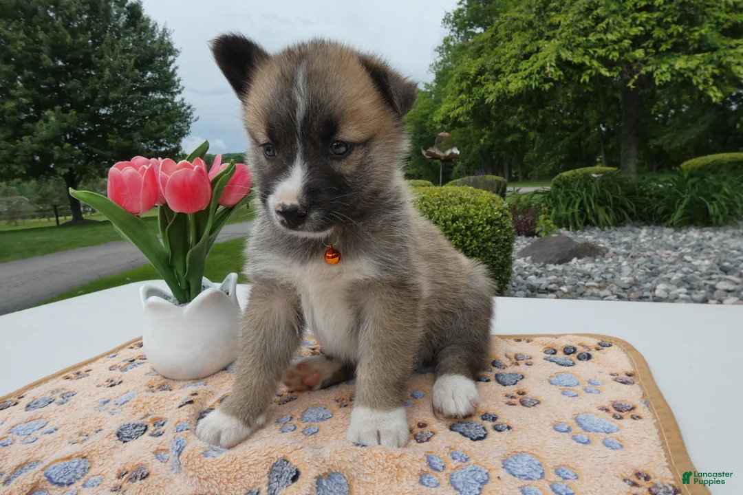 Welsh Corgi Pembroke dogs for sale: Puppy 4 Teddy - Ad 2