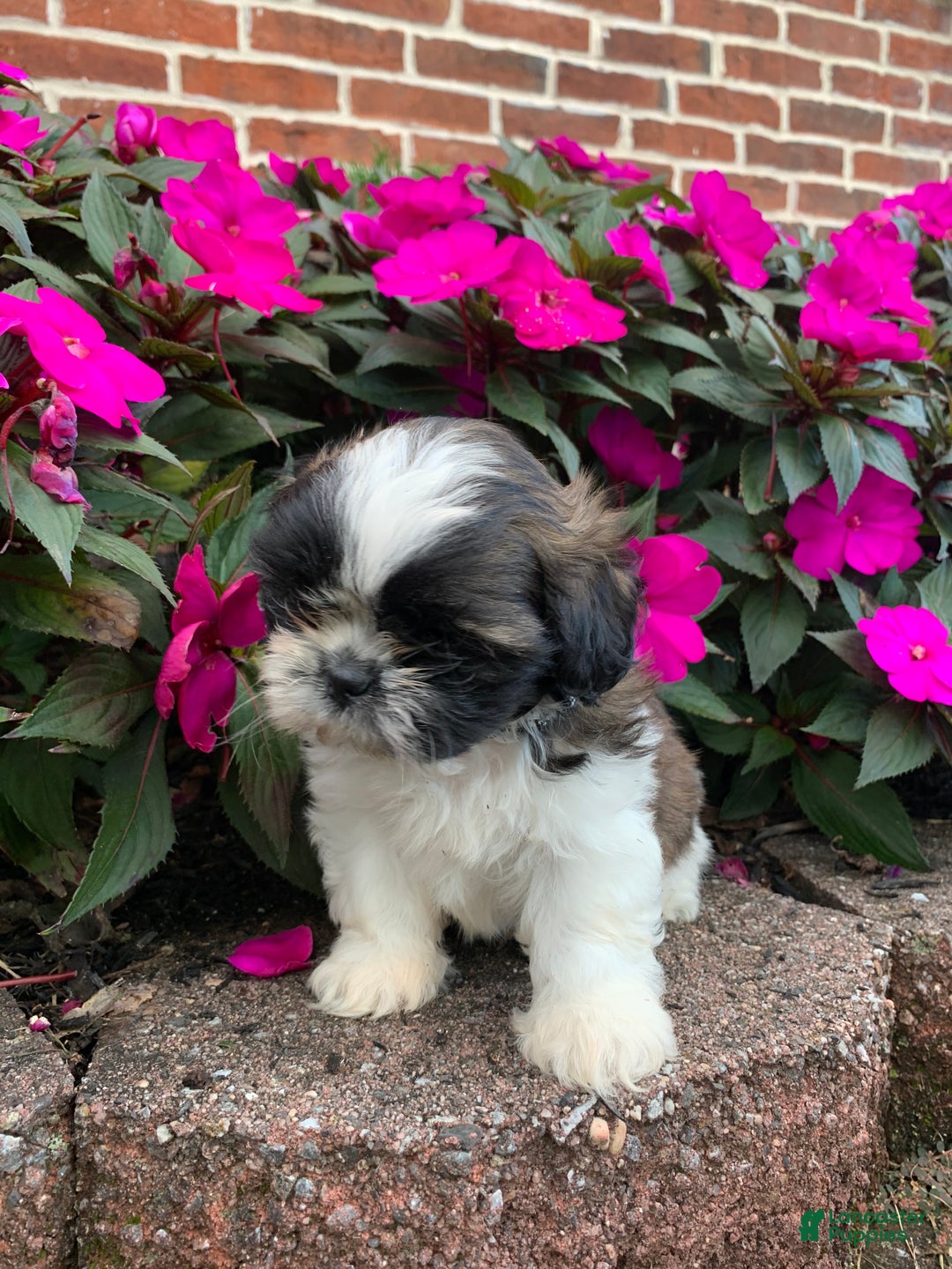 Shih Tzu dogs for sale: Archie - Ad 15