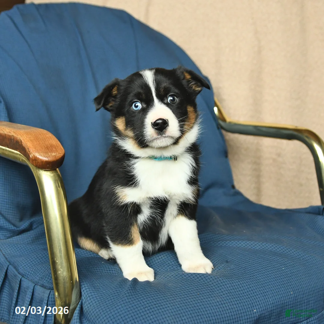 Mixed Breed dogs for sale: Rachel - Ad 2