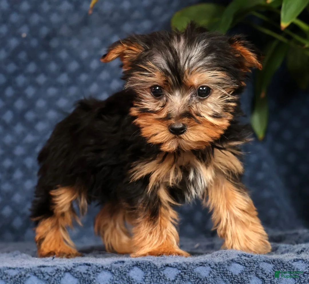 Yorkshire Terrier dogs for sale: Kyle - Ad 2