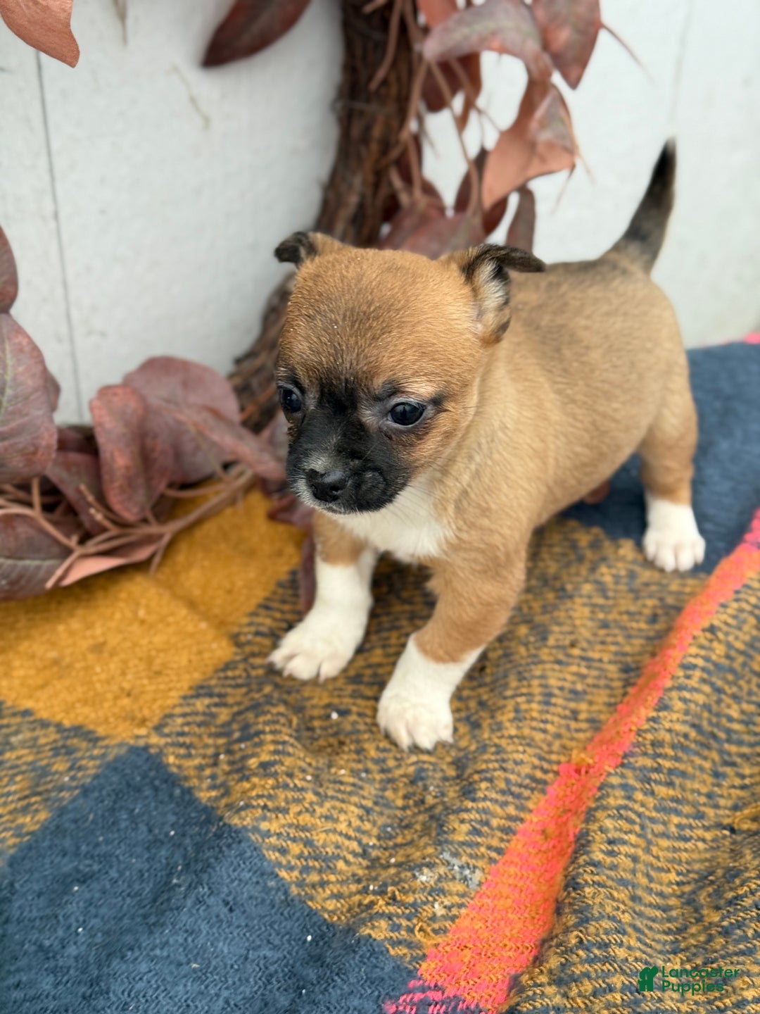 Chihuahua dogs for sale: Bandit - Ad 12