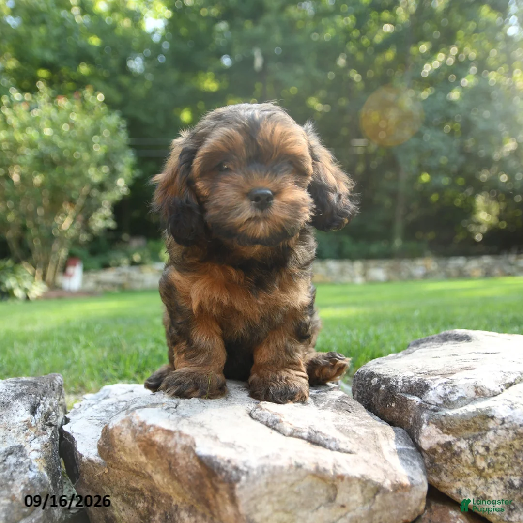Shihpoo dogs for sale: Axle - Ad 5