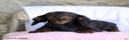 Dachshund dogs for sale: Peanut - Ad 3
