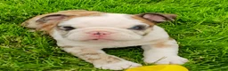 English Bulldog dogs for sale: Bailey  - Ad 4