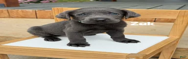Zak - Charcoal Male