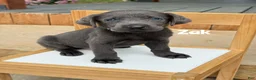 Labrador Retriever dogs for sale: Zak - Charcoal Male - Ad 1