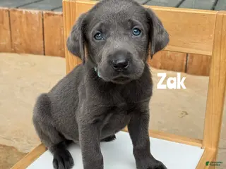 Labrador Retriever dogs Zak - Charcoal Male - Ad 23