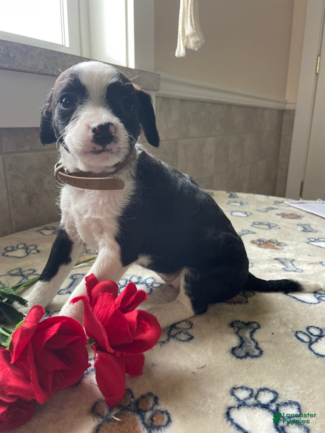 Mixed Breed dogs for sale: Piper - Ad 4