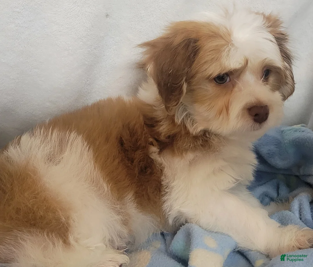 Mixed Breed dogs for sale:  coco1 - Ad 3
