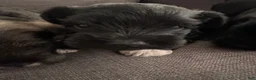 Miniature Schnauzer dogs for sale: Miniature Schnauzer 4 - Ad 4