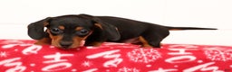 Miniature Dachshund dogs for sale: Gretta - Ad 9