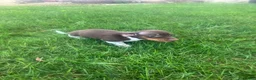 Miniature Dachshund dogs for sale: Akc Lisa - Ad 3