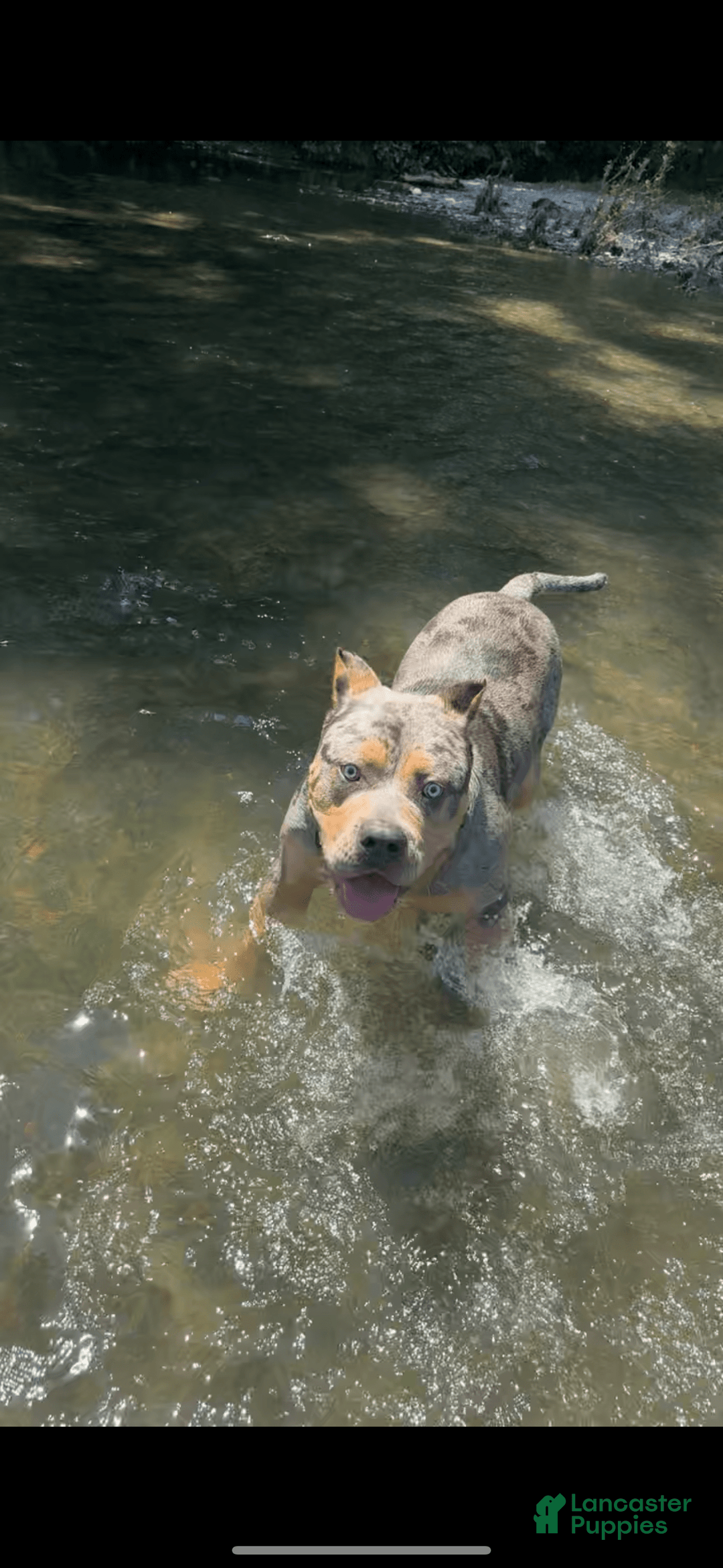 American Bully dogs for stud: Bru - Ad 8