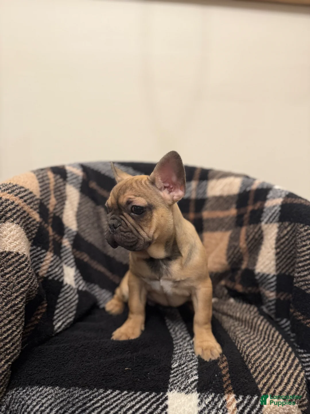 French Bulldog dogs for sale: Bonnie  - Ad 1