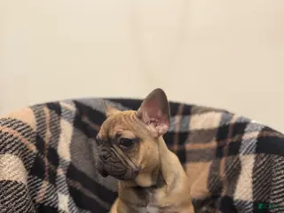 French Bulldog dogs Bonnie - Ad 40