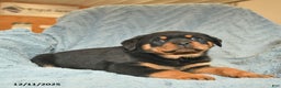 Rottweiler dogs for sale: Rusty  - Ad 4
