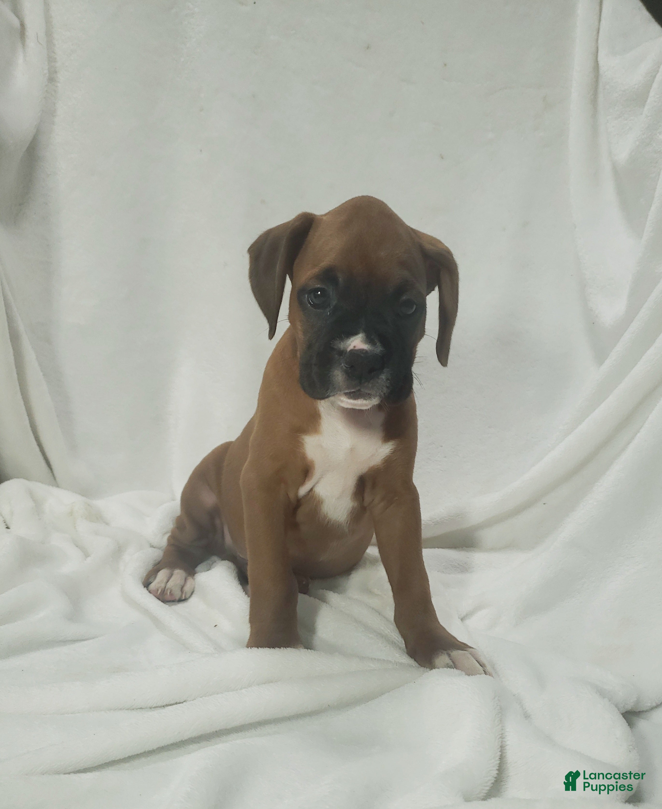 Boxer dogs Sarge - Ad 2