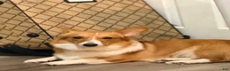 American Corgi dogs for sale: American Corgi 1 - Ad 4