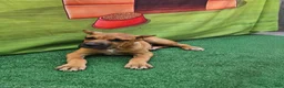 Cane Corso dogs for sale: ACE - Ad 3