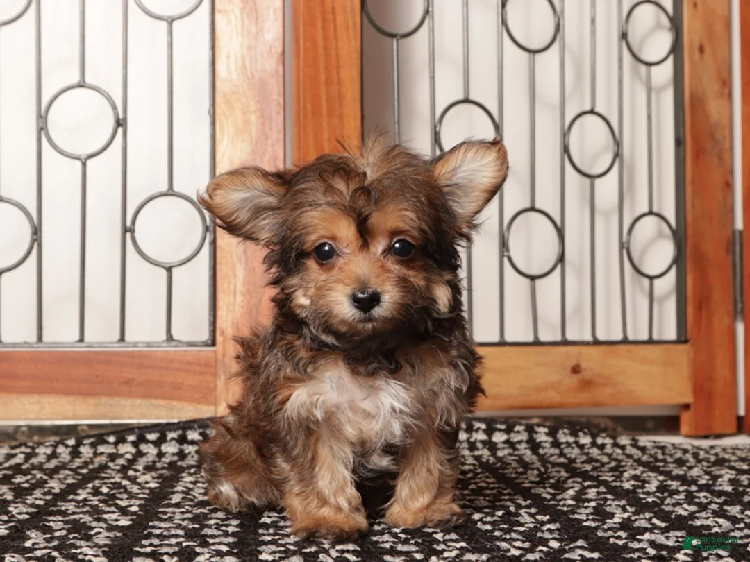 Yorkiepoo dogs for sale: Jelly Precious Tea Cup Yorkie Poo - Ad 2