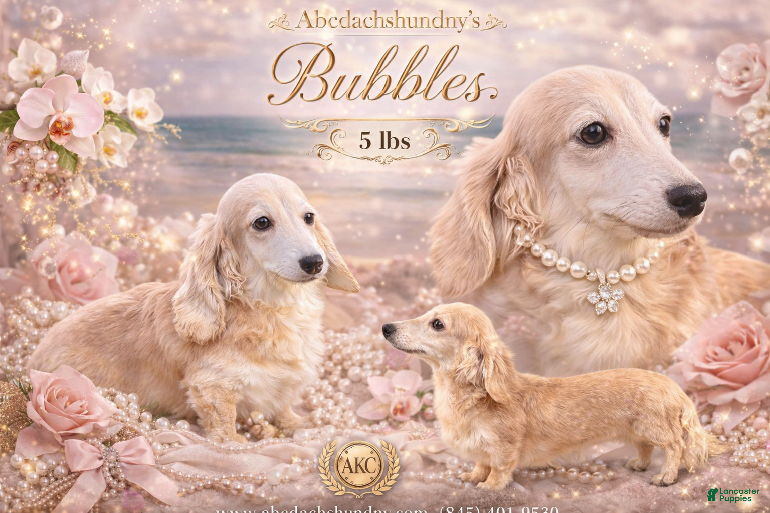 Miniature Dachshund dogs 5 lbs grown-Bubbles - Ad 29