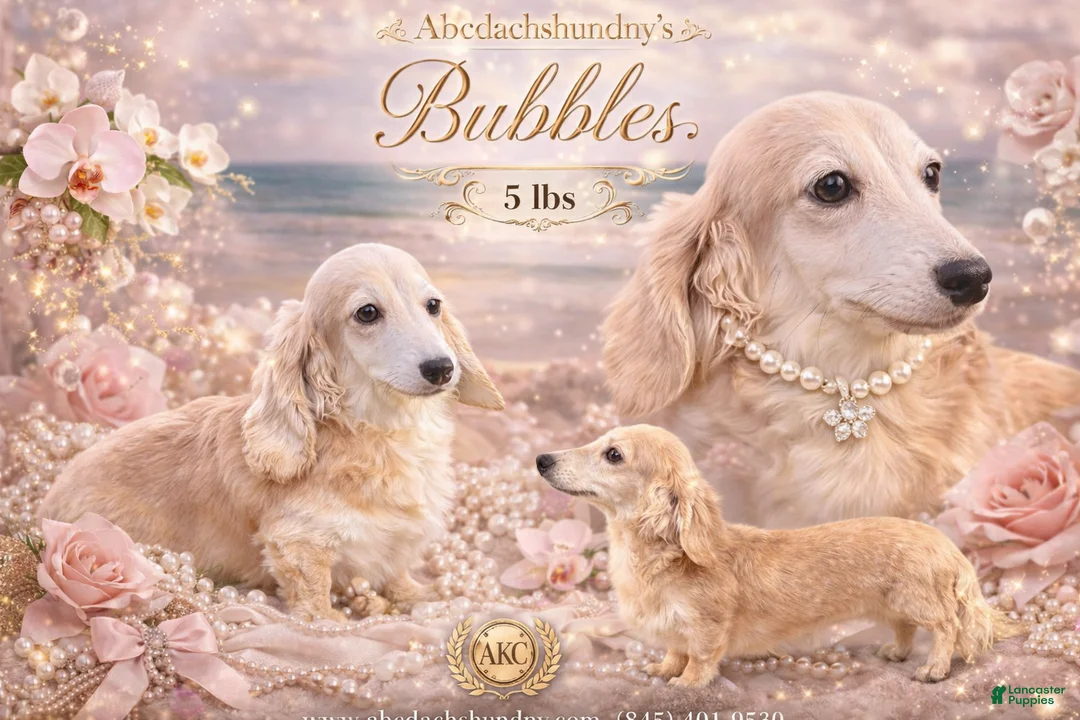 Miniature Dachshund dogs for sale: 5 lbs grown-Bubbles - Ad 1