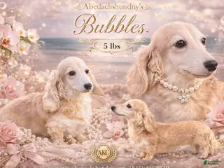 Miniature Dachshund dogs 5 lbs grown-Bubbles - Ad 29