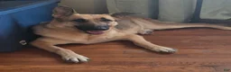 German Shepherd dogs for sale: Tango - Ad 4