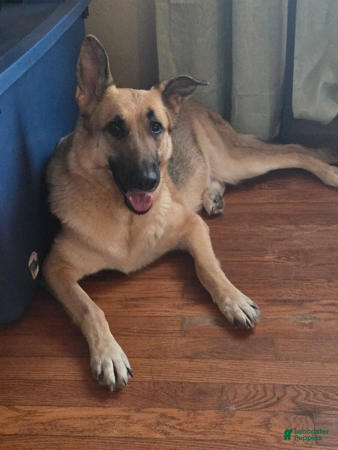 German Shepherd dogs for sale: Tango - Ad 4