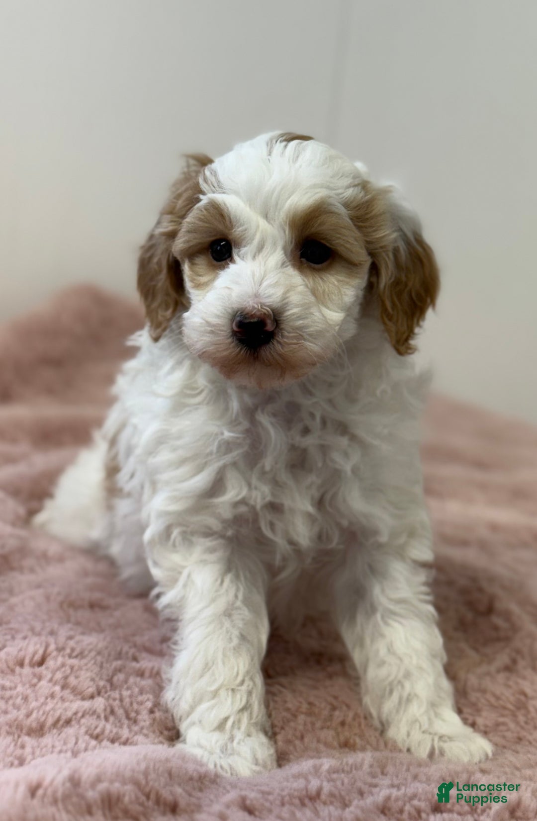 Mini Goldendoodle dogs for sale: Pumpkin  - Ad 4