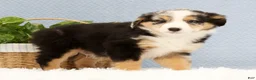 Australian Shepherd dogs for sale: Luke - Ad 6