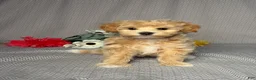 Maltipoo dogs for sale: Grace - Ad 1