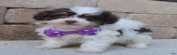 Mini Bernedoodle dogs for sale: Mini Buffy - Ad 7