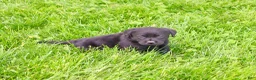 Labrador Retriever dogs for sale: Iridessa  - Ad 4