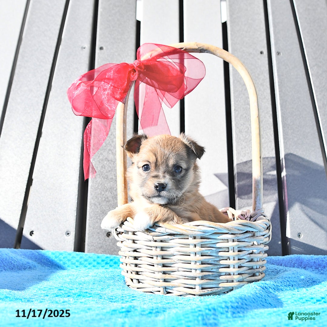 Chihuahua dogs for sale: Mr. Sparky (Long-Haired) - Ad 8