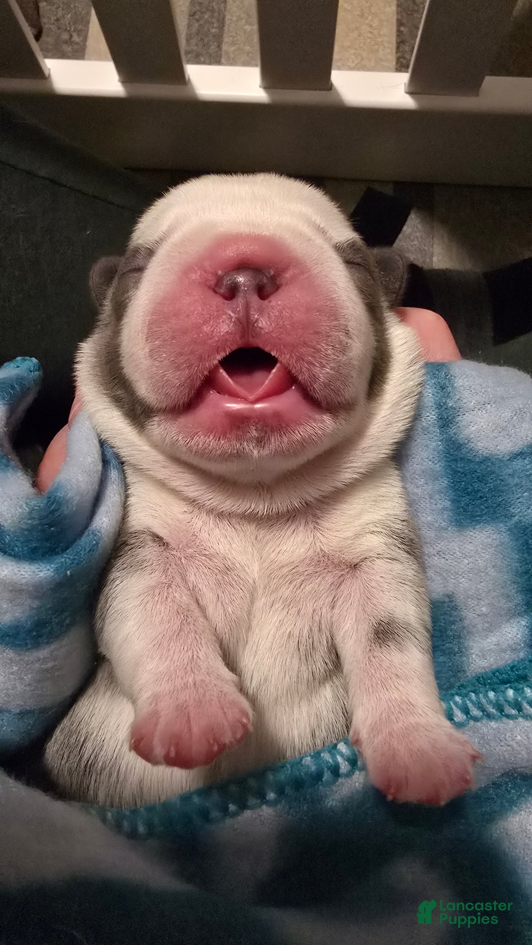 French Bulldog dogs for sale: ❄️ Elsa – Blue Panda Husky-Pattern French Bulldog - Ad 1