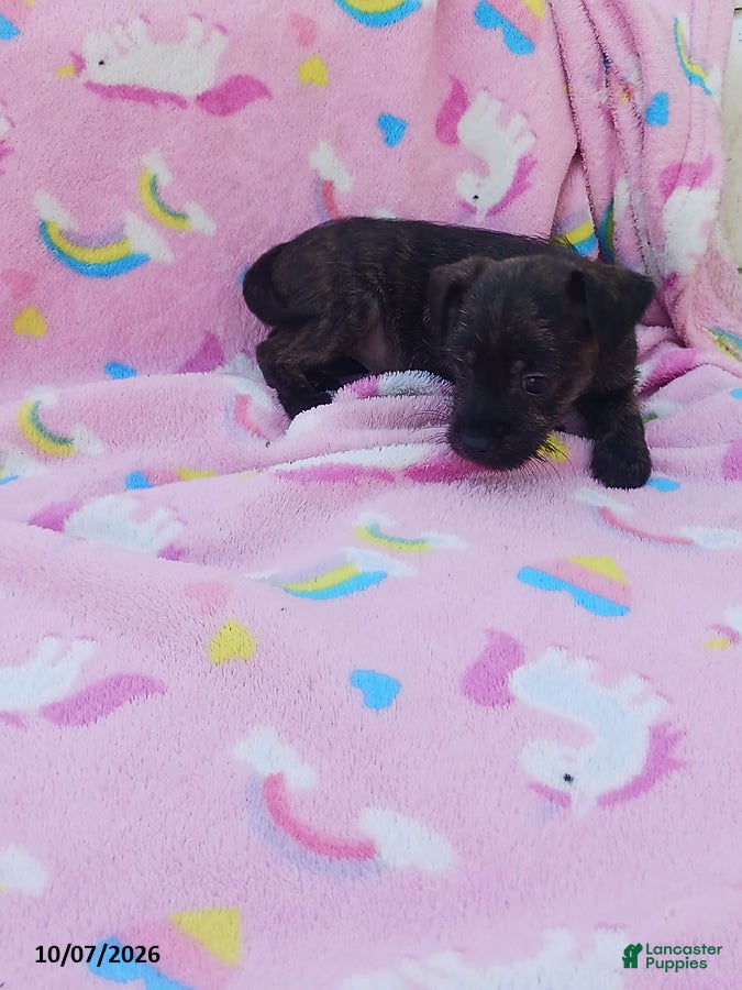 Mixed Breed dogs Poppy - Ad 2