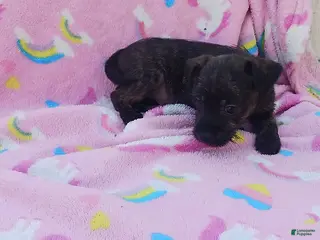 Mixed Breed dogs Poppy - Ad 2
