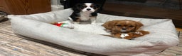 Cavalier King Charles Spaniel dogs for sale: Cavalier King Charles Spaniel Puppy 2 - Ad 2