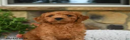 Mini Goldendoodle dogs for sale: Adonis - Ad 2